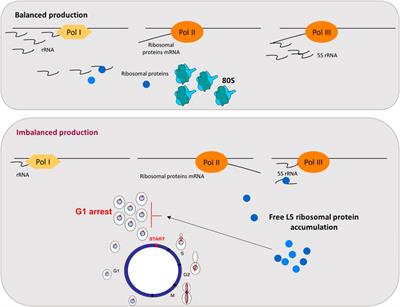 Coupling Between Cell Cycle Progression and the Nuclear RNA Polymerases System